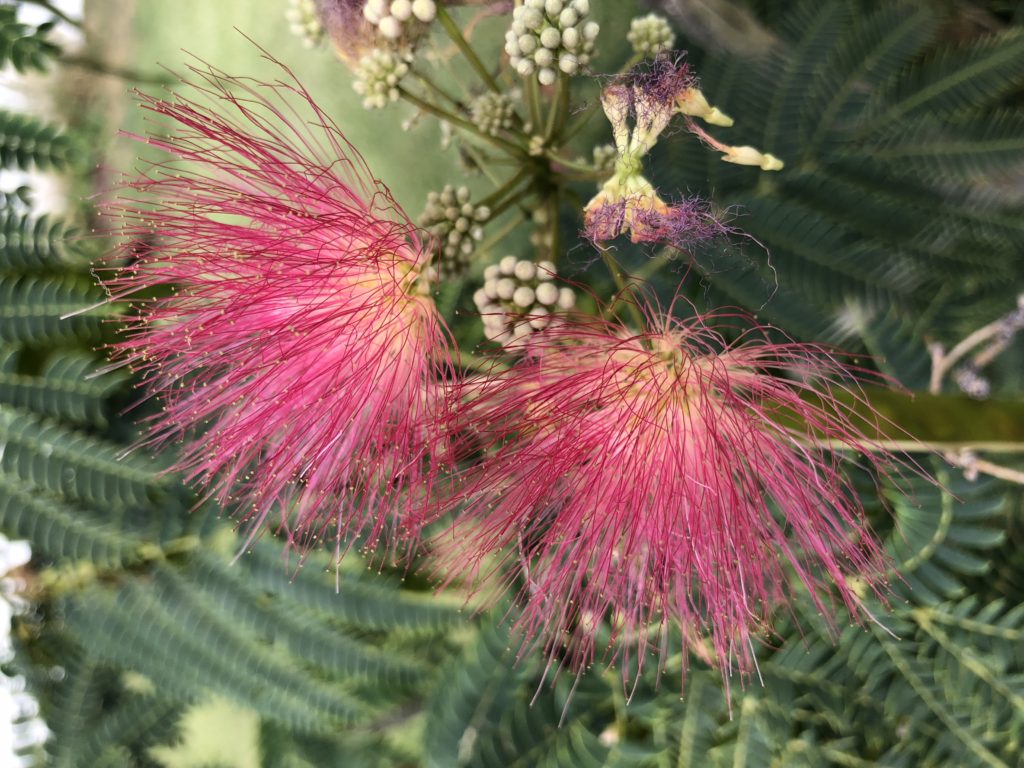 An Herb For Grief Albizia Shelley Swapp